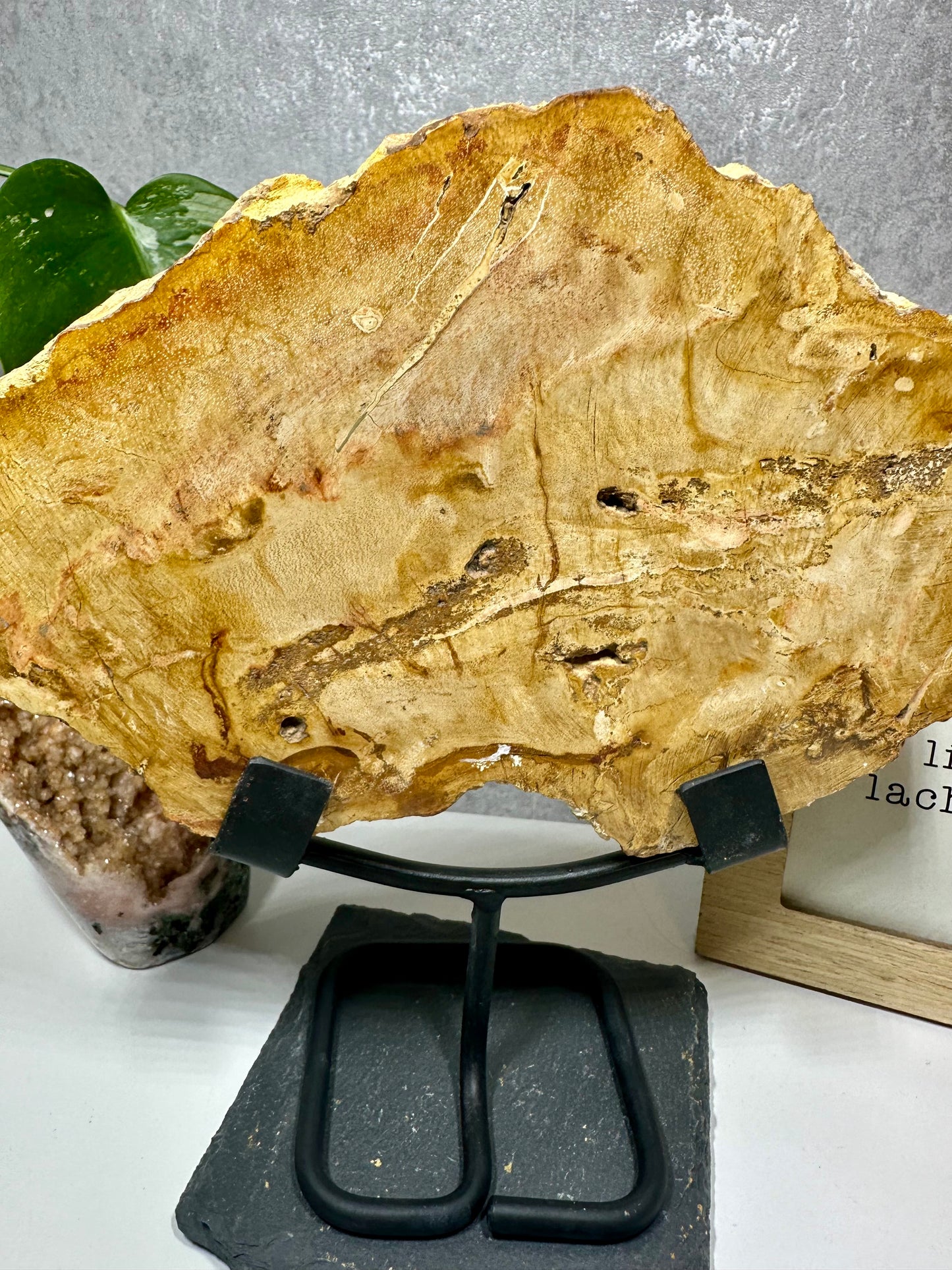 Versteinertes Holz auf Metallständer