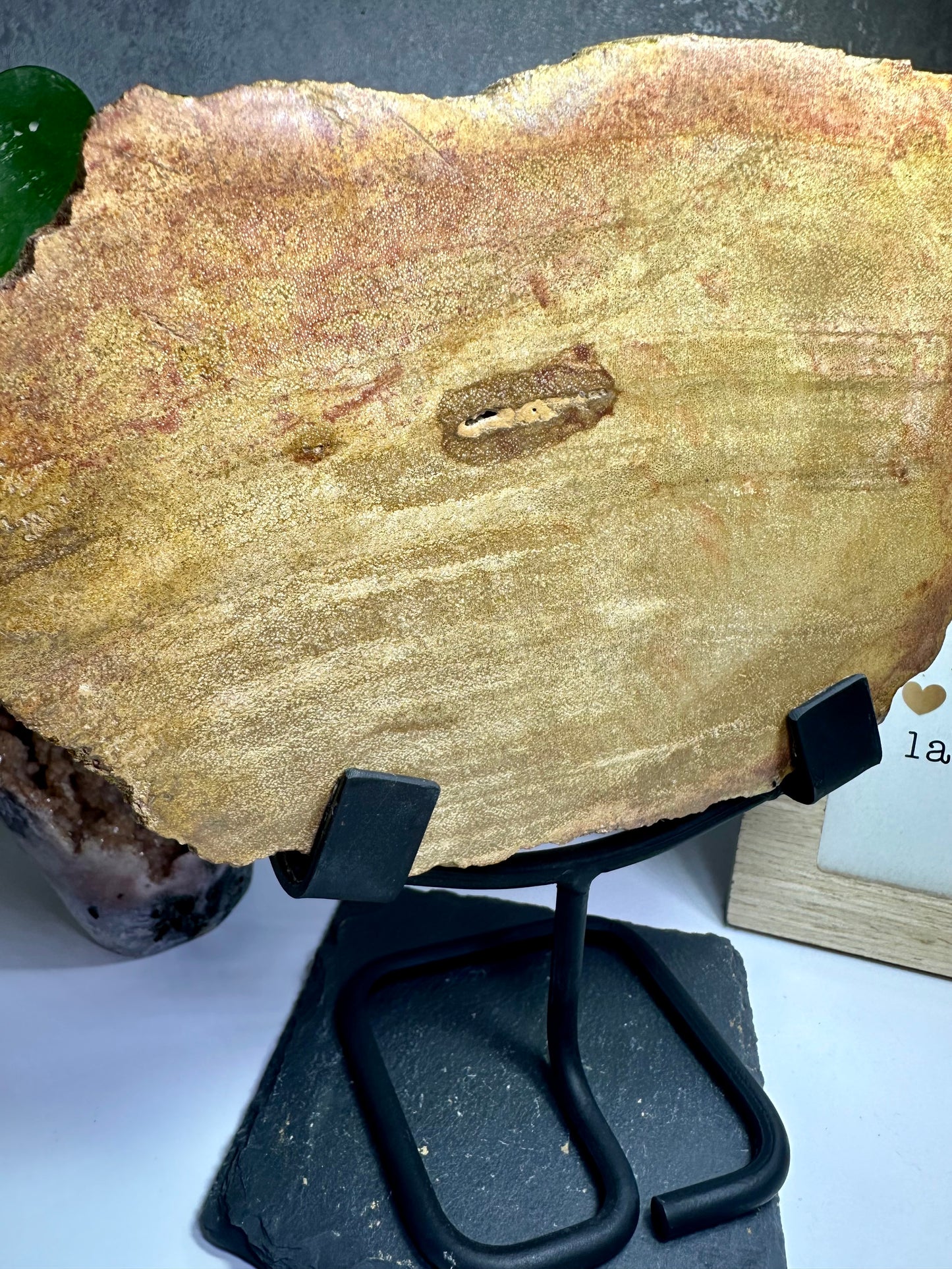Versteinertes Holz auf Metallständer
