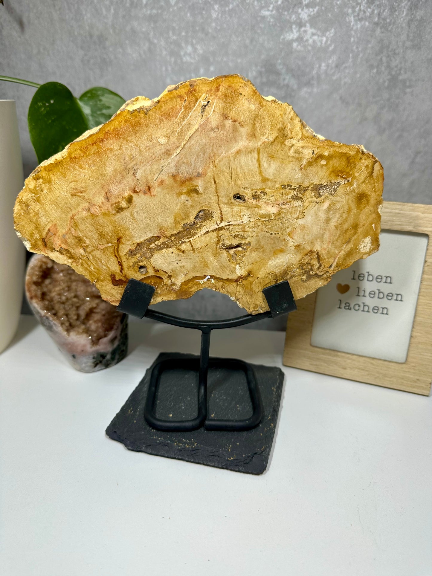 Versteinertes Holz auf Metallständer