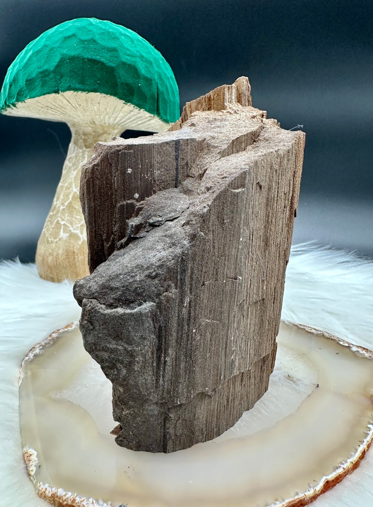 Feenholz - Versteinertes Holz