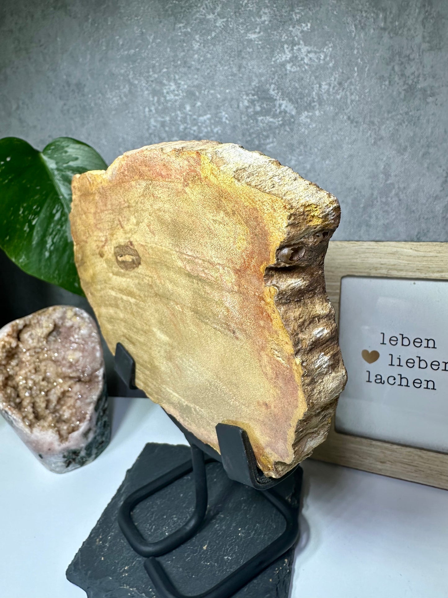 Versteinertes Holz auf Metallständer