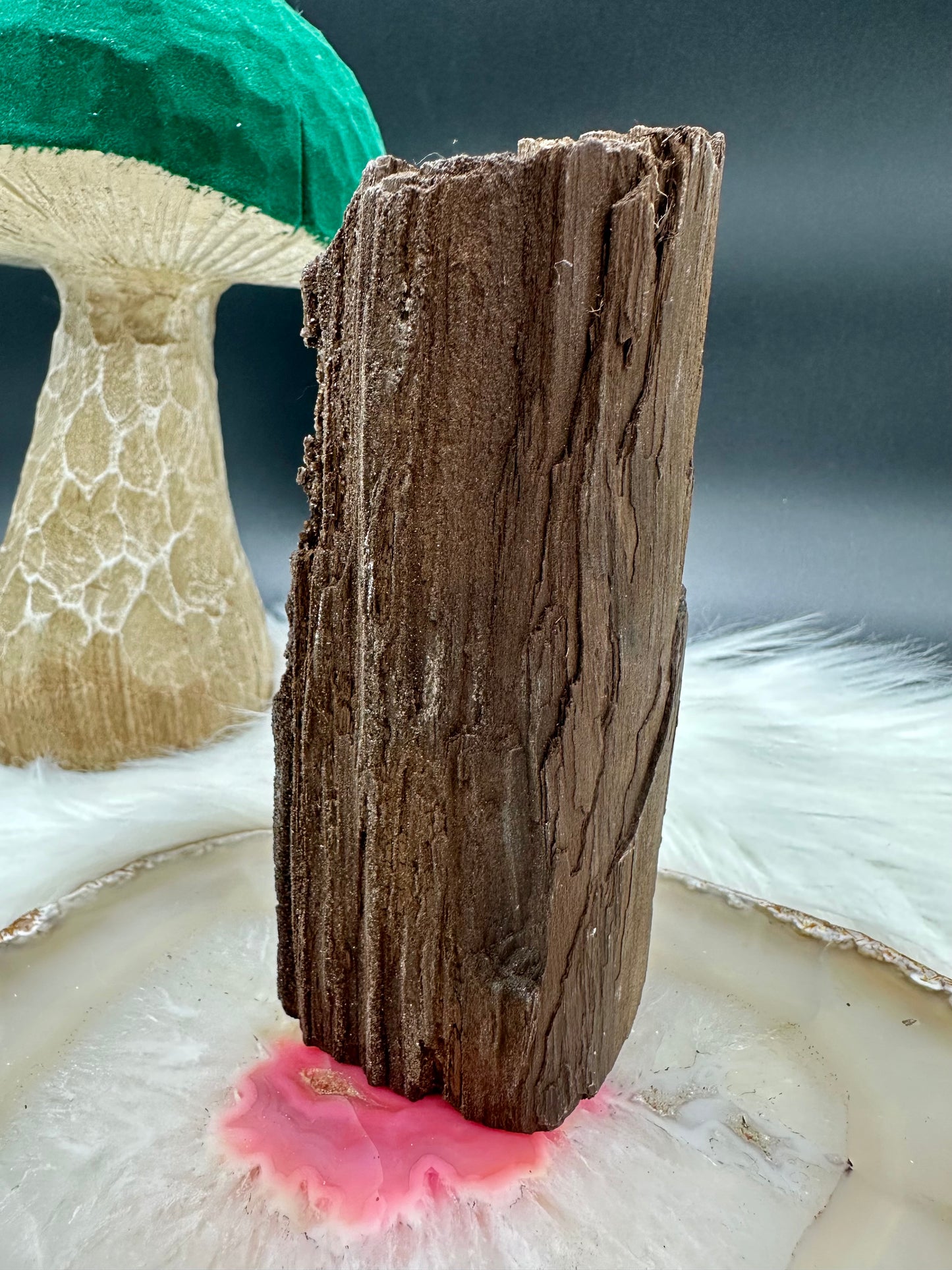 Versteinertes Holz - Feenholz