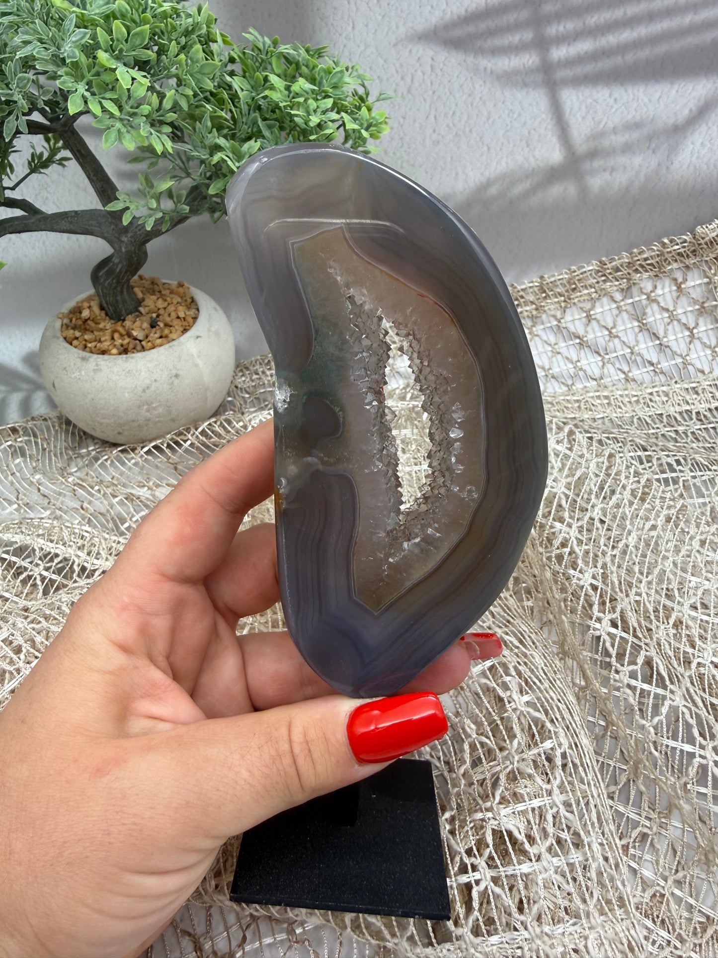 Achat auf Ständer - V