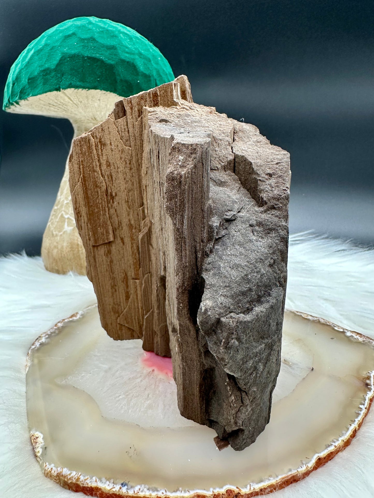 Feenholz - Versteinertes Holz