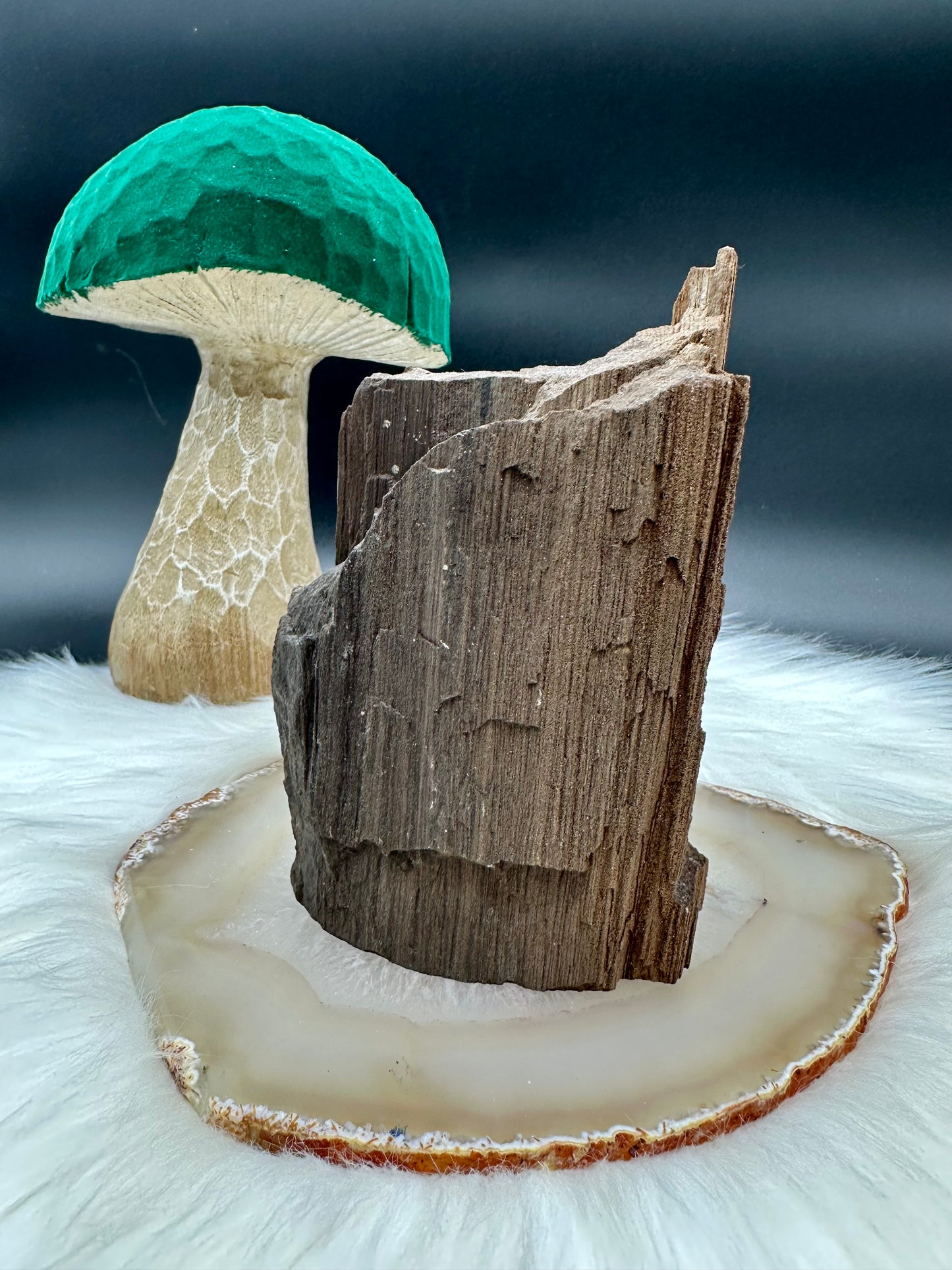 Feenholz - Versteinertes Holz