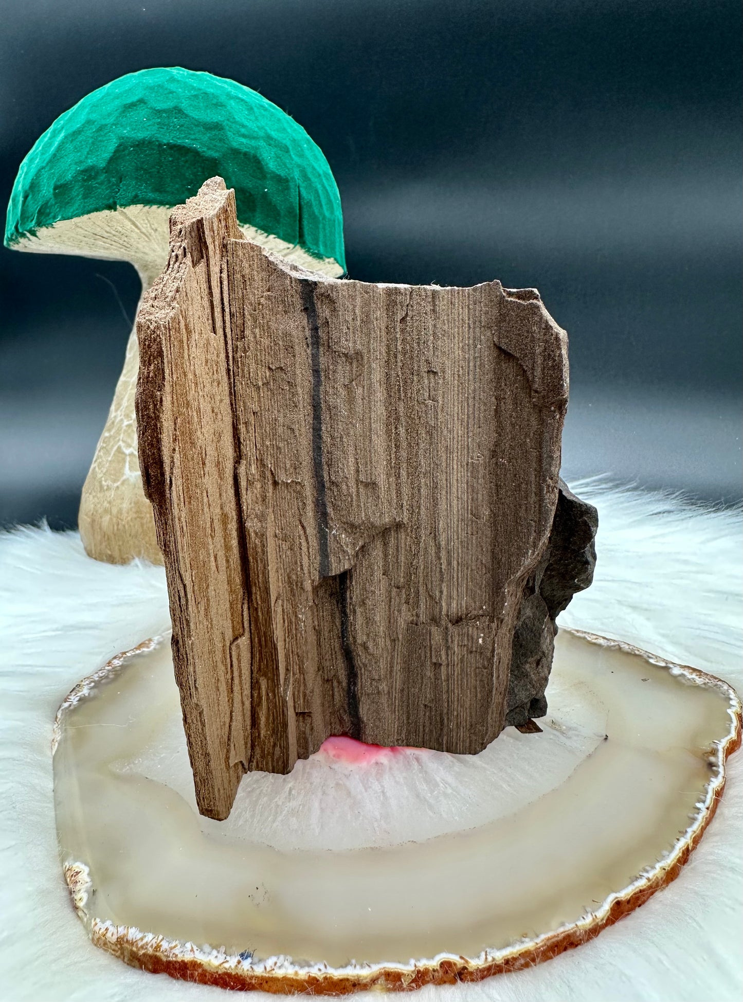 Feenholz - Versteinertes Holz