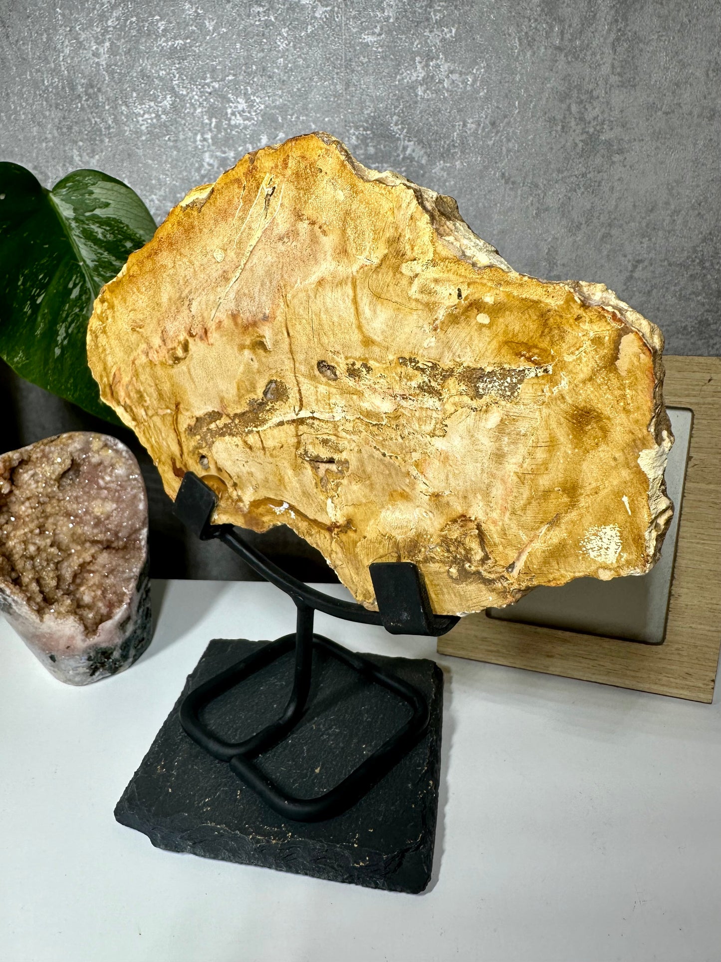 Versteinertes Holz auf Metallständer