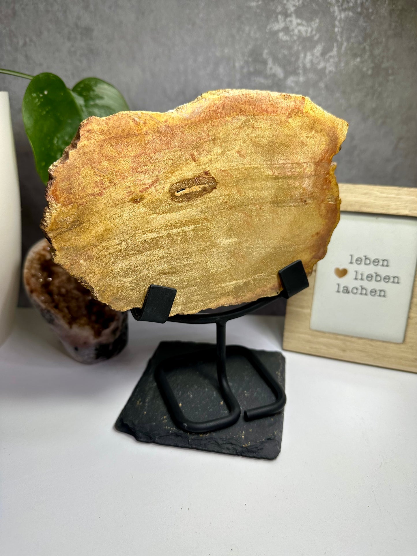Versteinertes Holz auf Metallständer