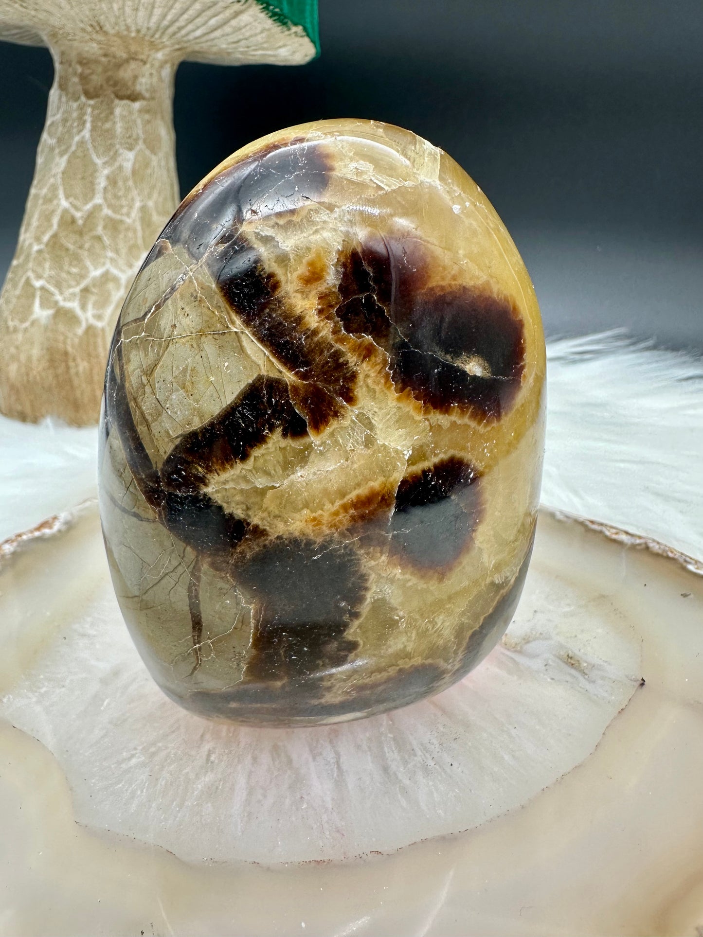 Septarie Freeform