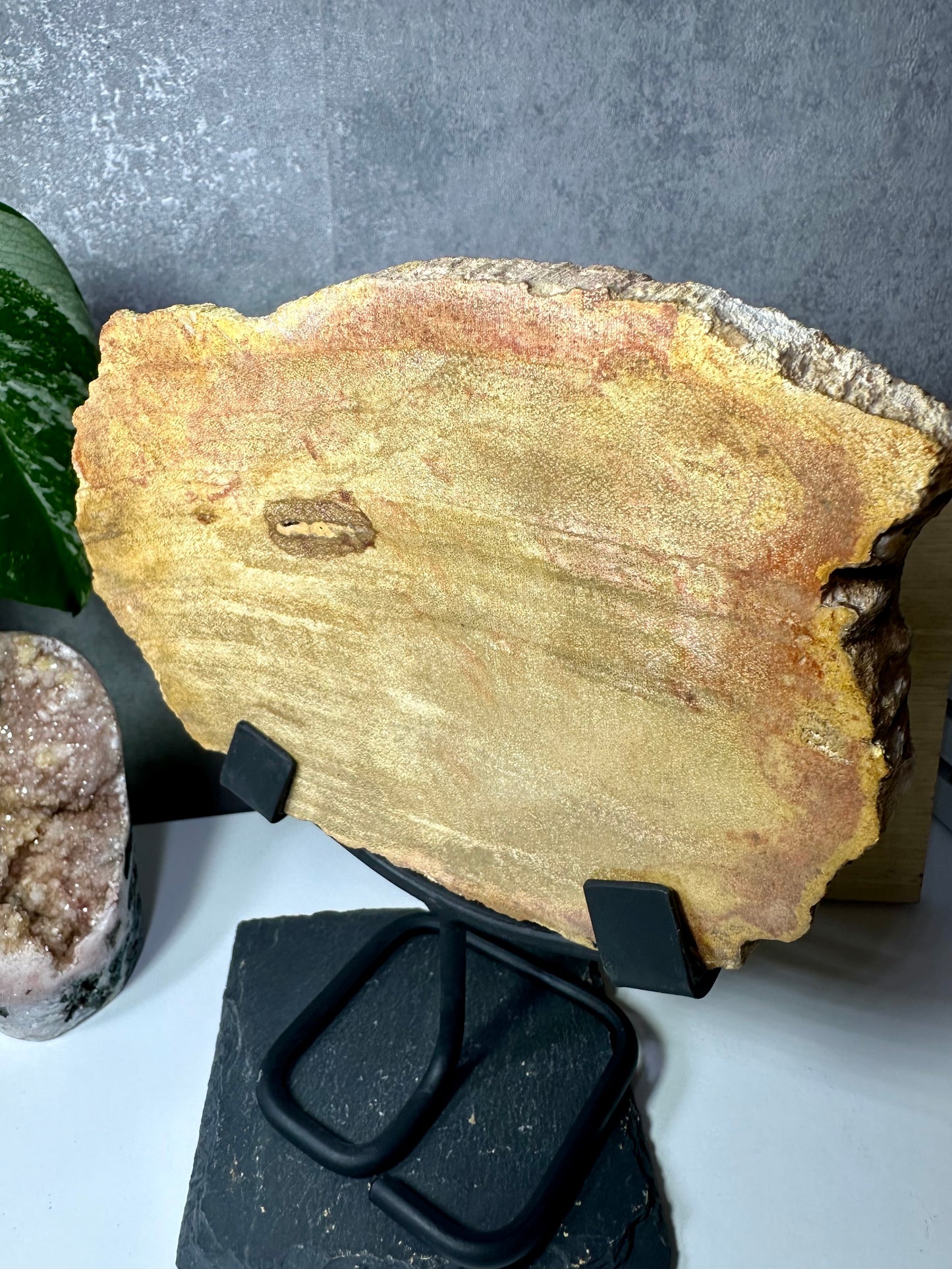 Versteinertes Holz auf Metallständer