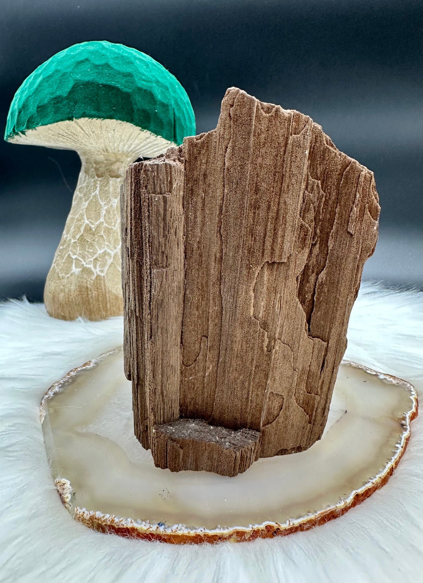 Feenholz - Versteinertes Holz