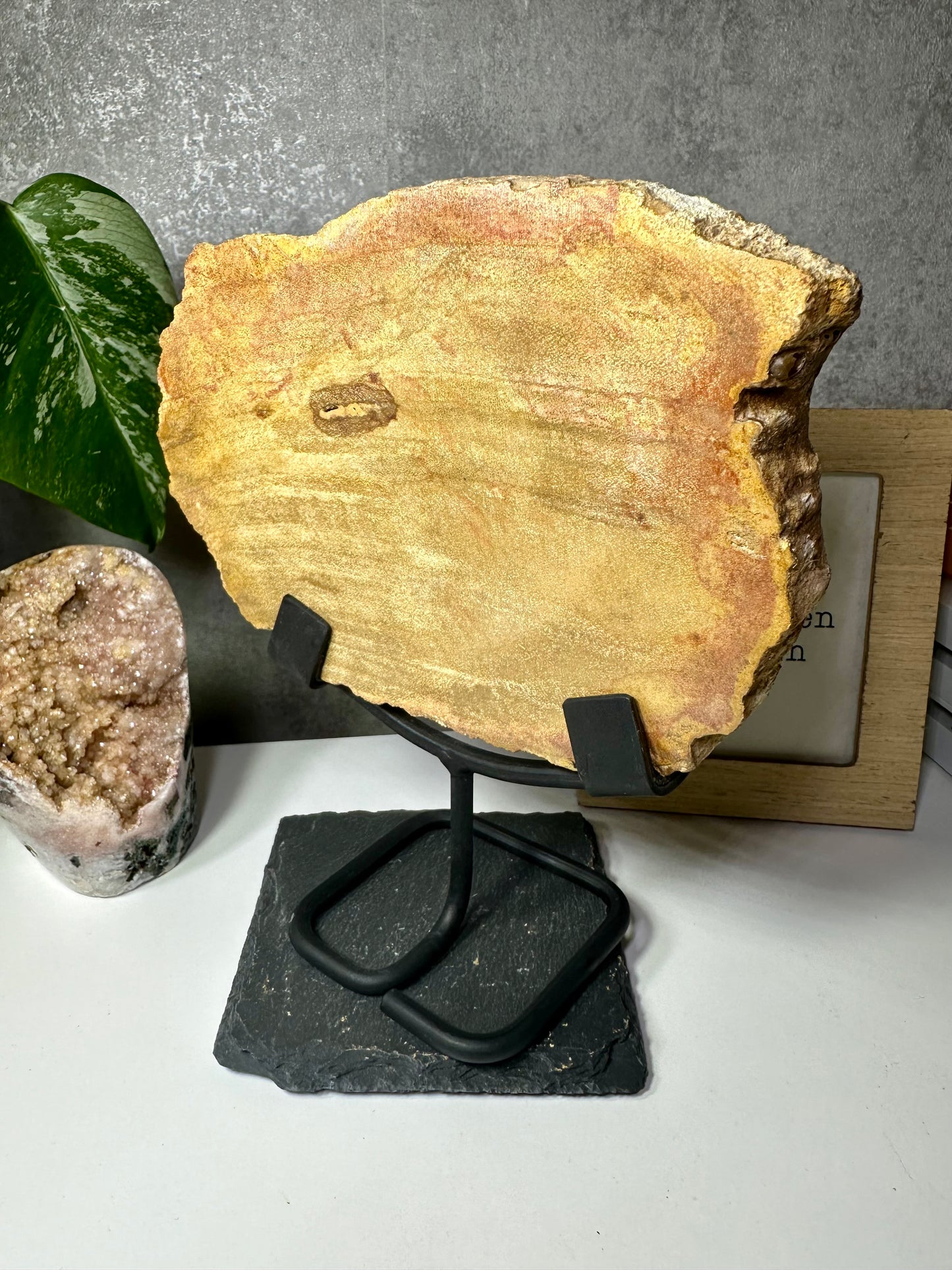 Versteinertes Holz auf Metallständer