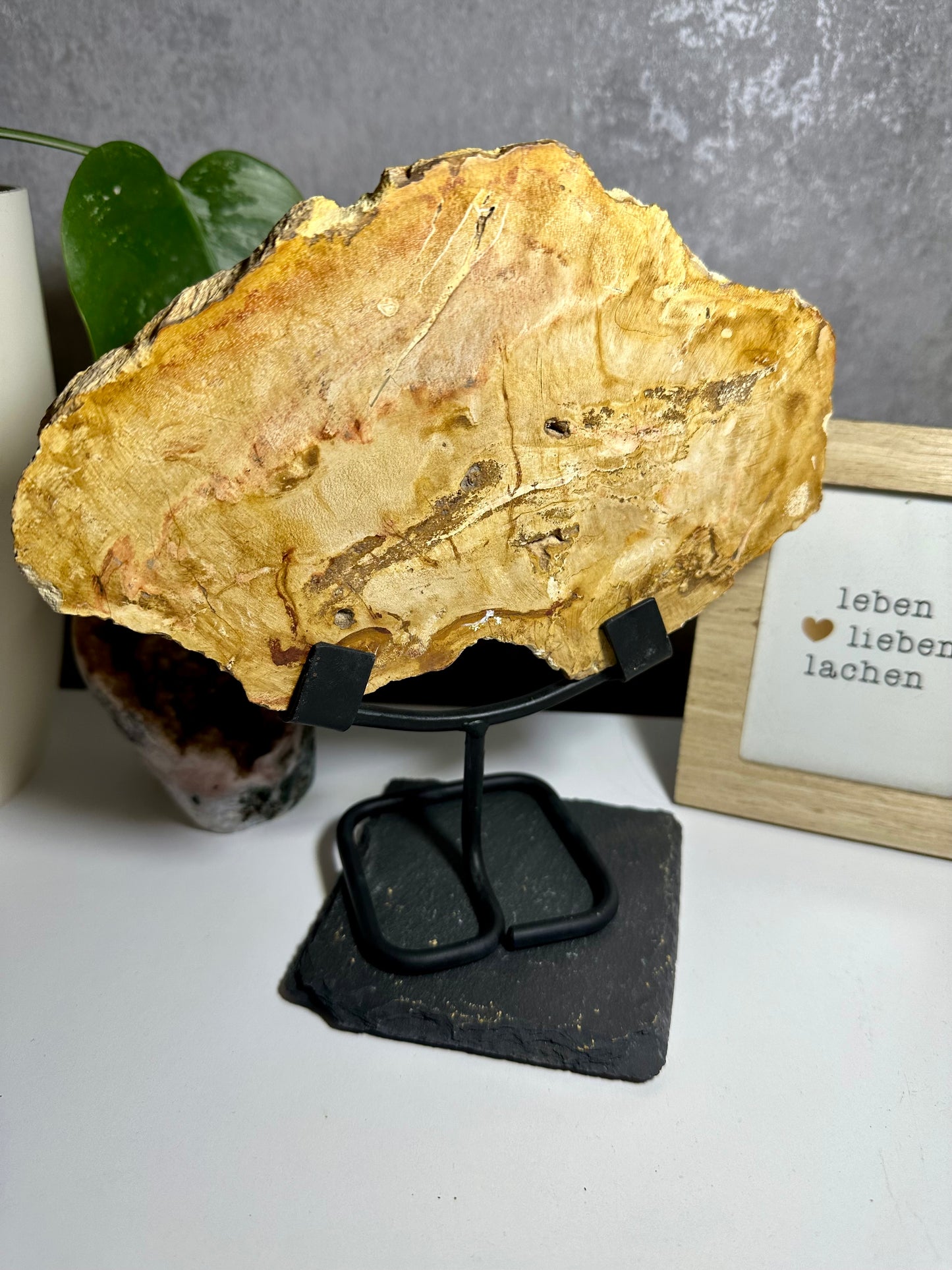 Versteinertes Holz auf Metallständer