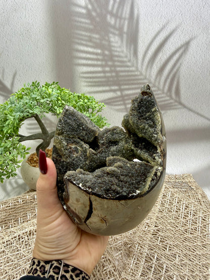 Septarie Druse - groß