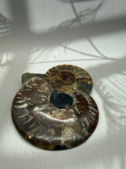 Ammoniten Pärchen I