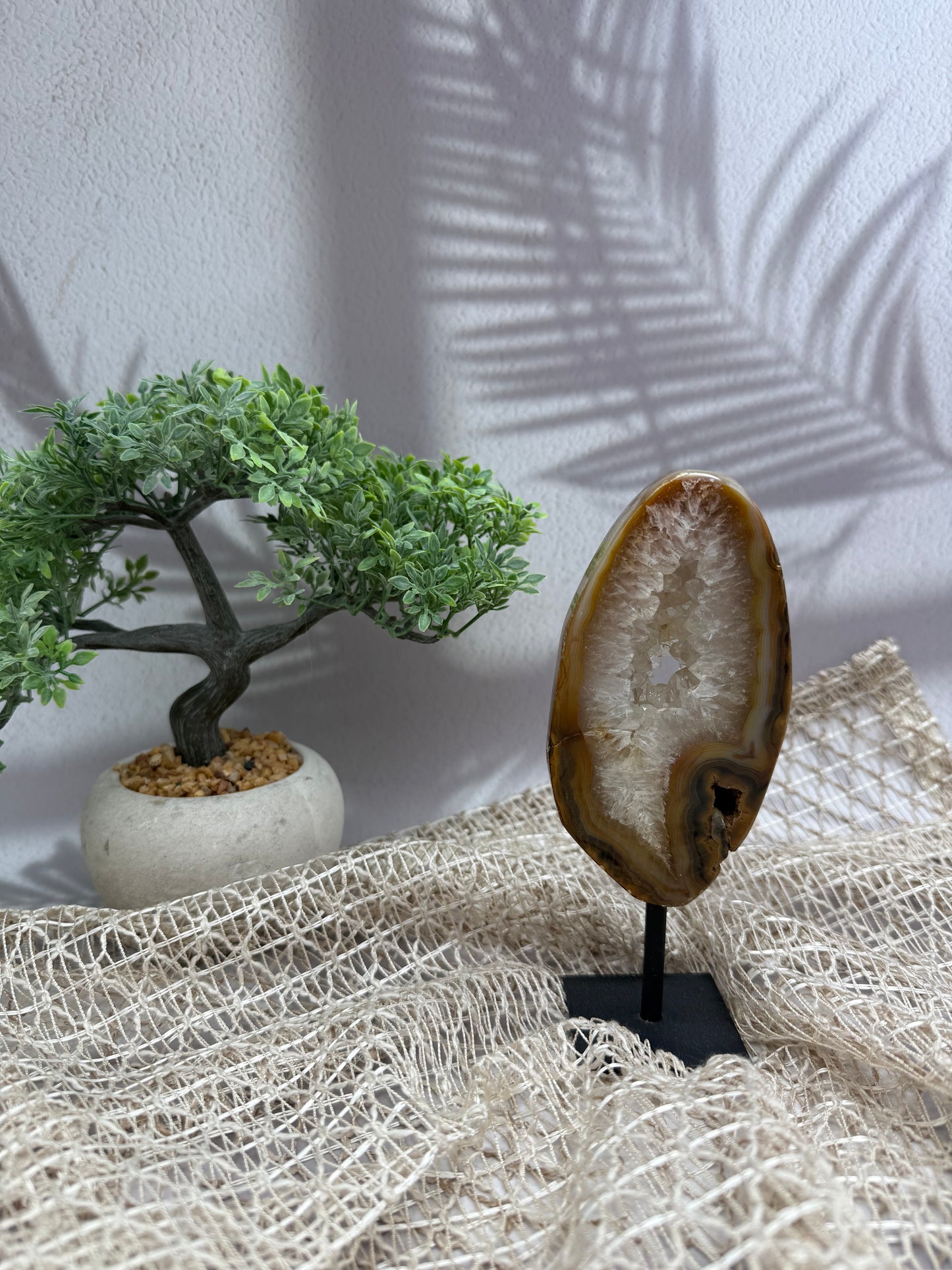 Achat auf Ständer - I