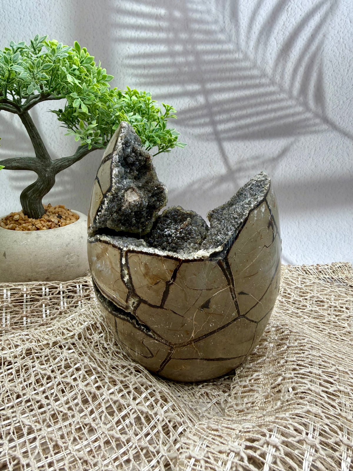 Septarie Druse - groß
