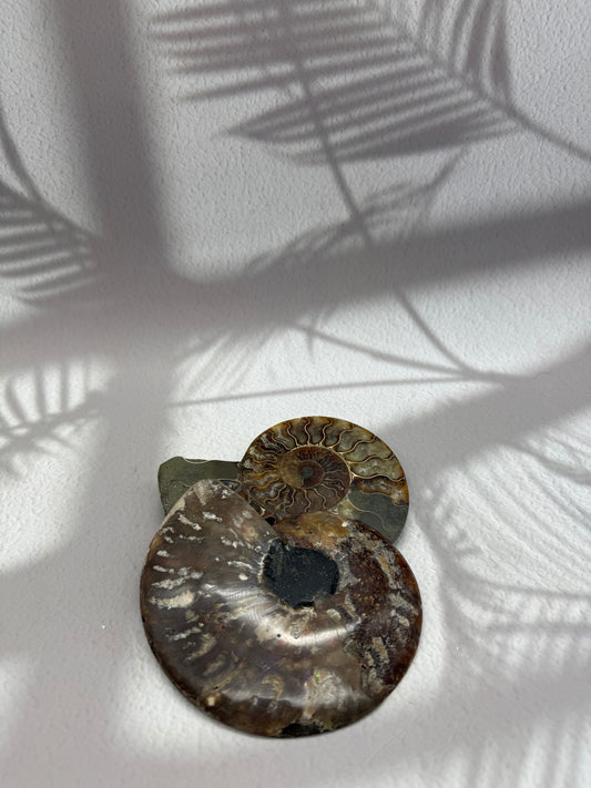 Ammoniten Pärchen I